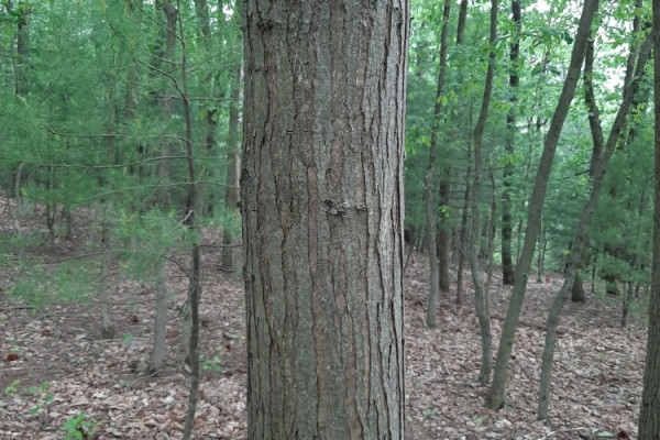 TreeSnap