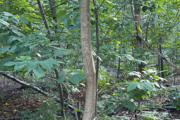 TreeSnap