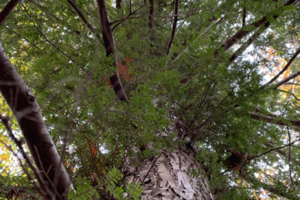 TreeSnap