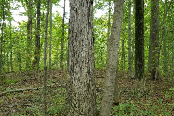 TreeSnap