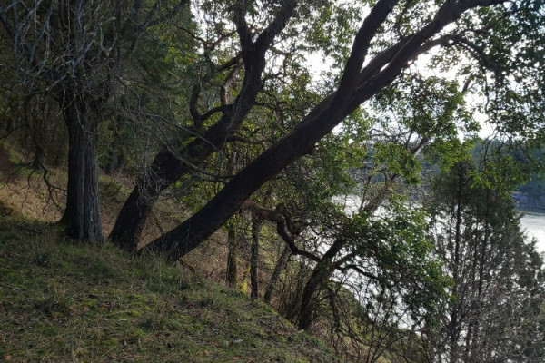 TreeSnap