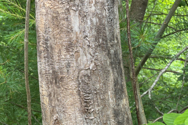 TreeSnap