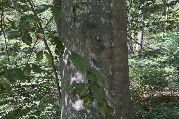 TreeSnap