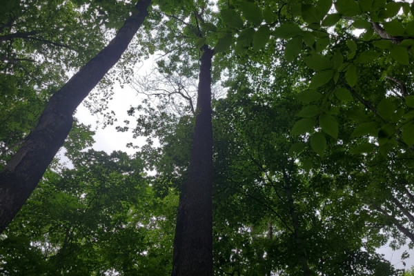 TreeSnap