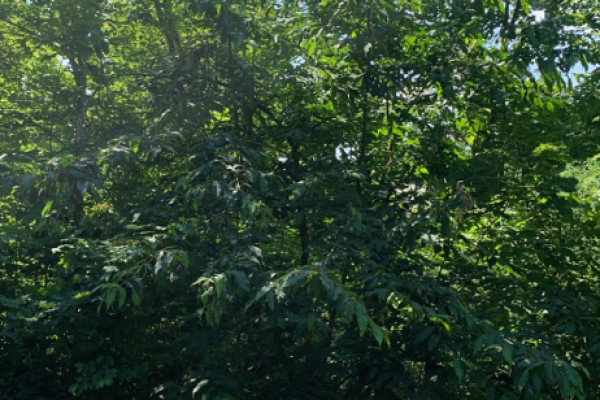 TreeSnap