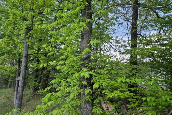 TreeSnap