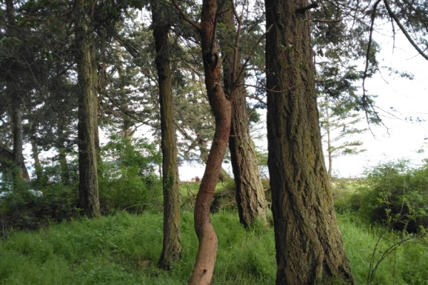 TreeSnap