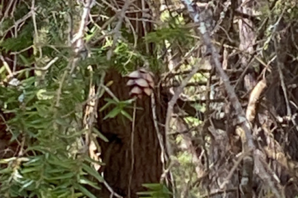 TreeSnap