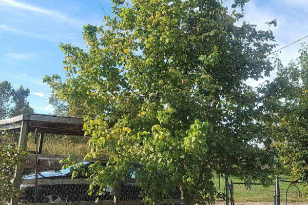 TreeSnap