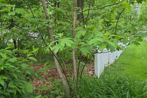 TreeSnap