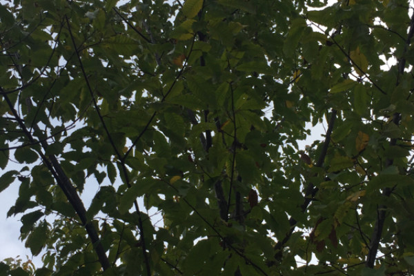 TreeSnap