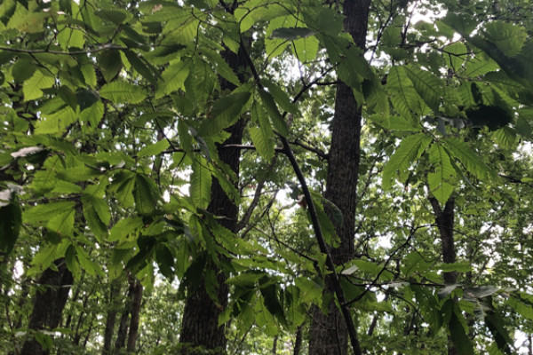 TreeSnap