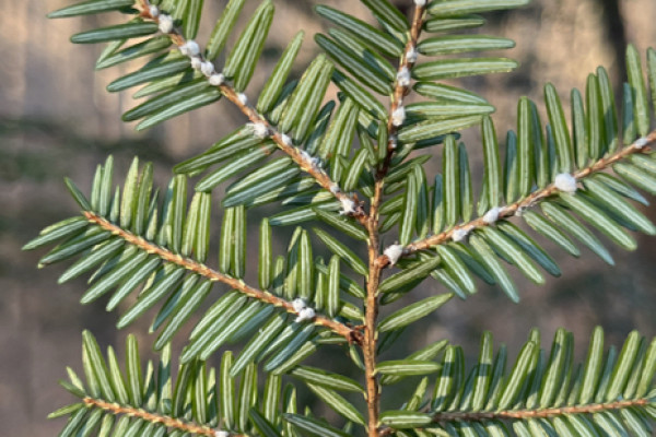 TreeSnap