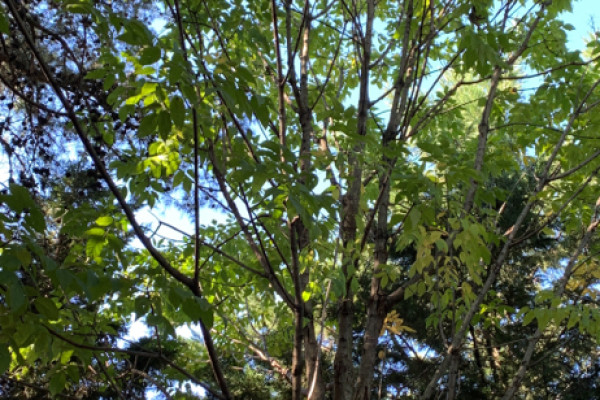 TreeSnap