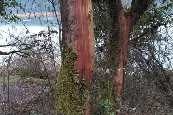 TreeSnap