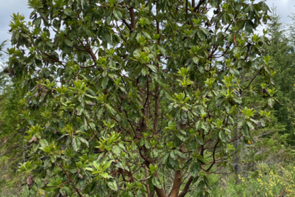 TreeSnap