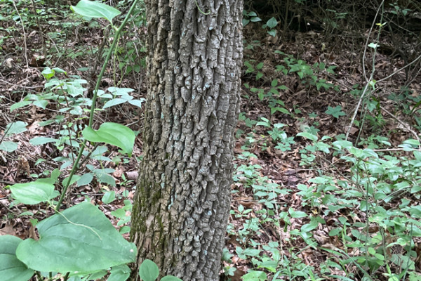 TreeSnap