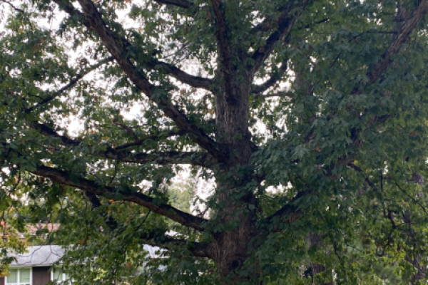 TreeSnap