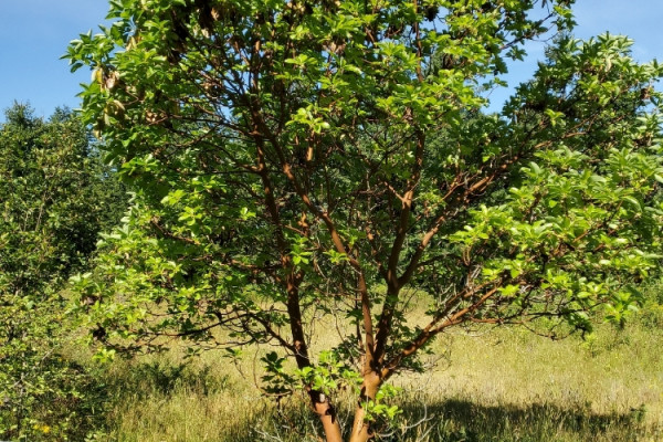 TreeSnap