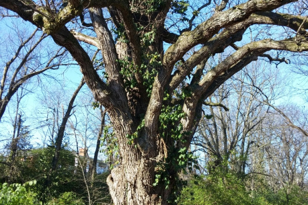 TreeSnap