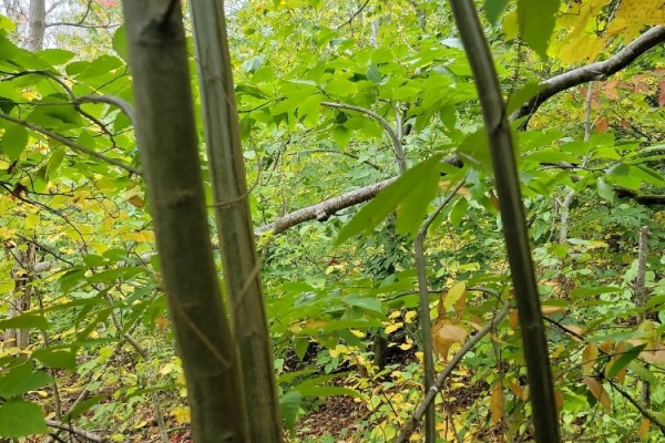 TreeSnap