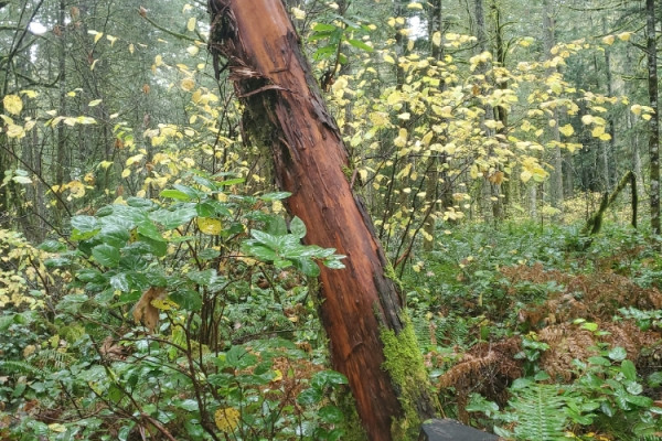 TreeSnap