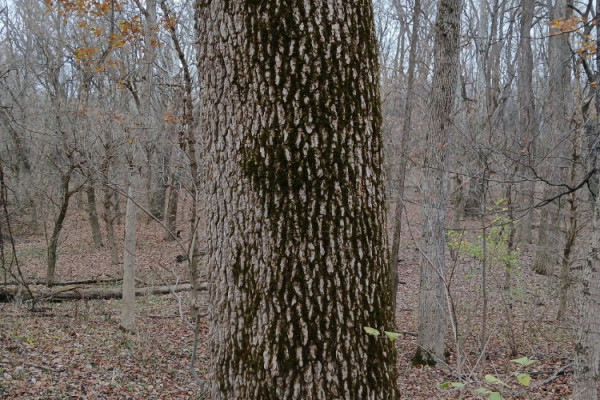TreeSnap