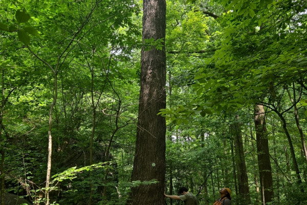 TreeSnap