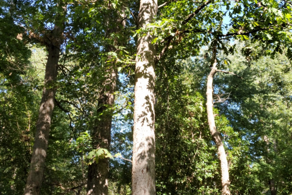 TreeSnap