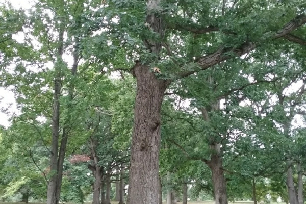TreeSnap