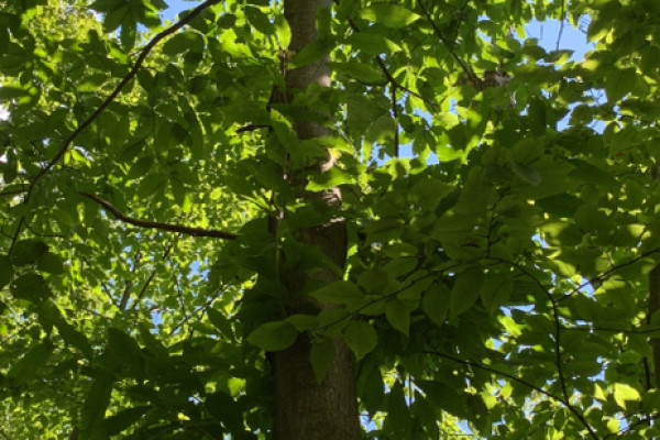 TreeSnap
