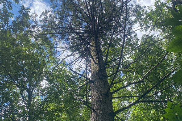 TreeSnap