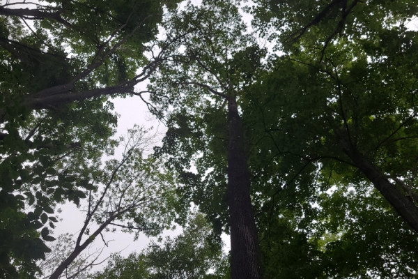 TreeSnap