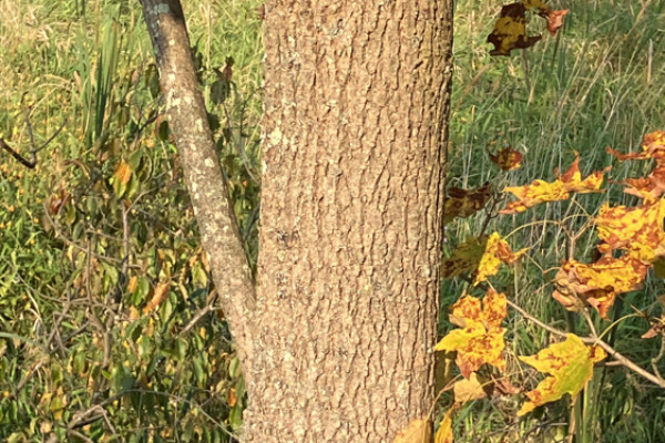 TreeSnap