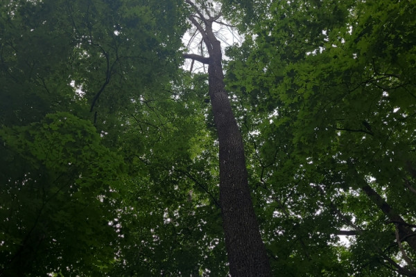 TreeSnap