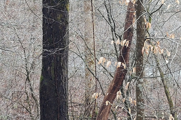 TreeSnap