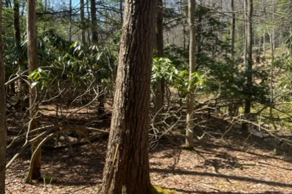 TreeSnap