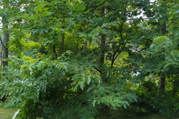 TreeSnap