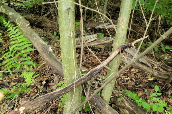 TreeSnap