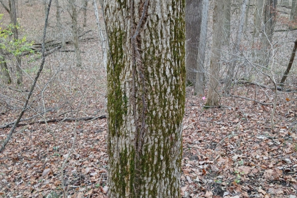 TreeSnap