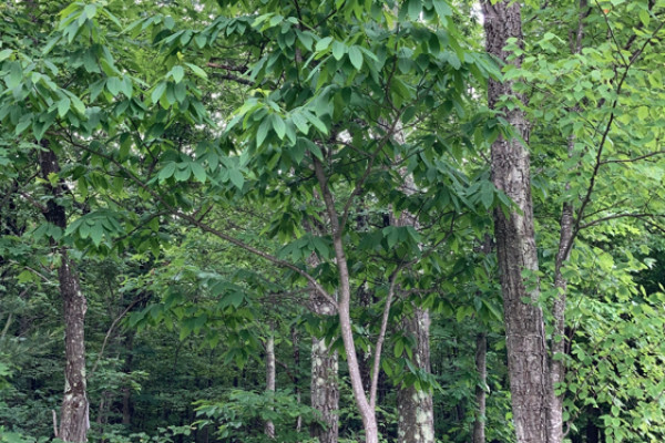 TreeSnap