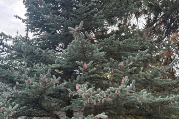 TreeSnap