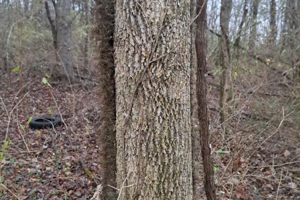 TreeSnap