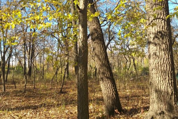TreeSnap