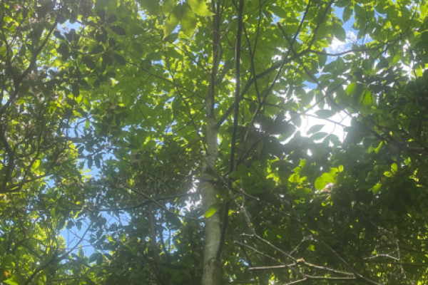TreeSnap