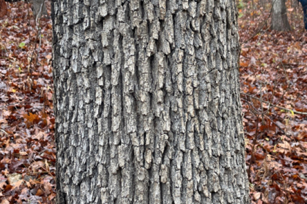 TreeSnap